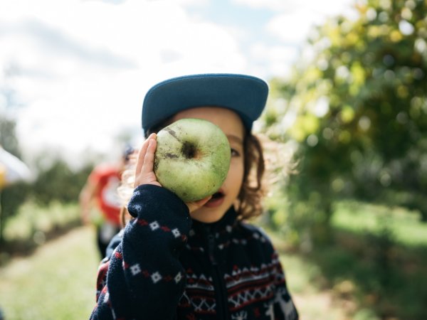 apple picking-22 Image